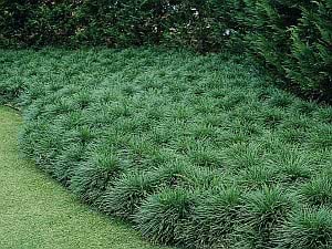 plantas rasteiras para sombra