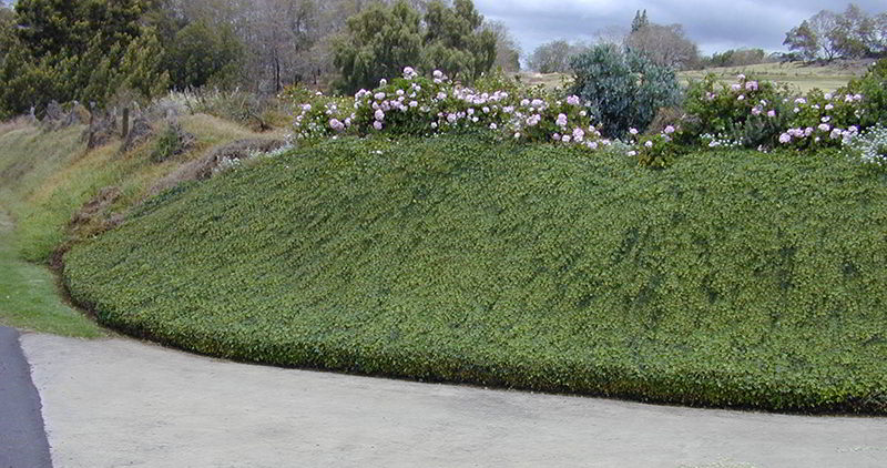 plantas rasteiras de baixa manutenção
