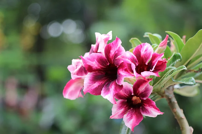plantas para varanda ensolarada em vasos