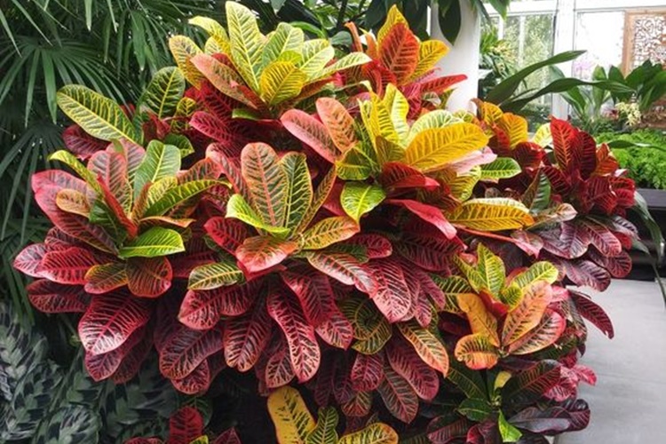 arbustos resistentes ao sol para vasos