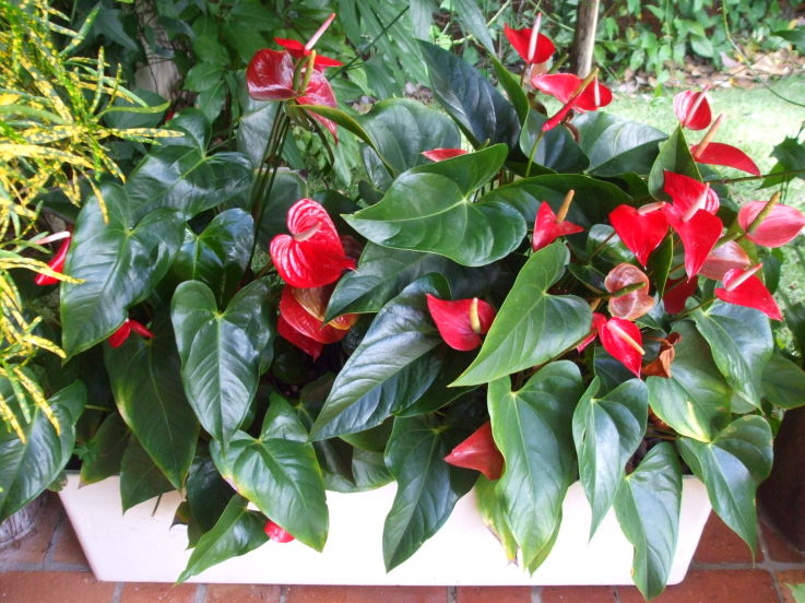 flores que gostam de sol pleno em vasos grandes