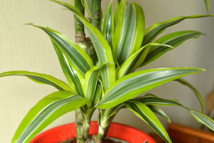 vasos para plantas que pegam muito sol