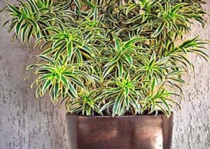 plantas tropicais para vasos com sol pleno