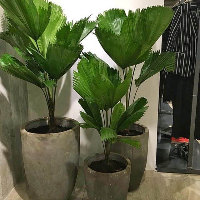 plantas esculturais para vasos grandes