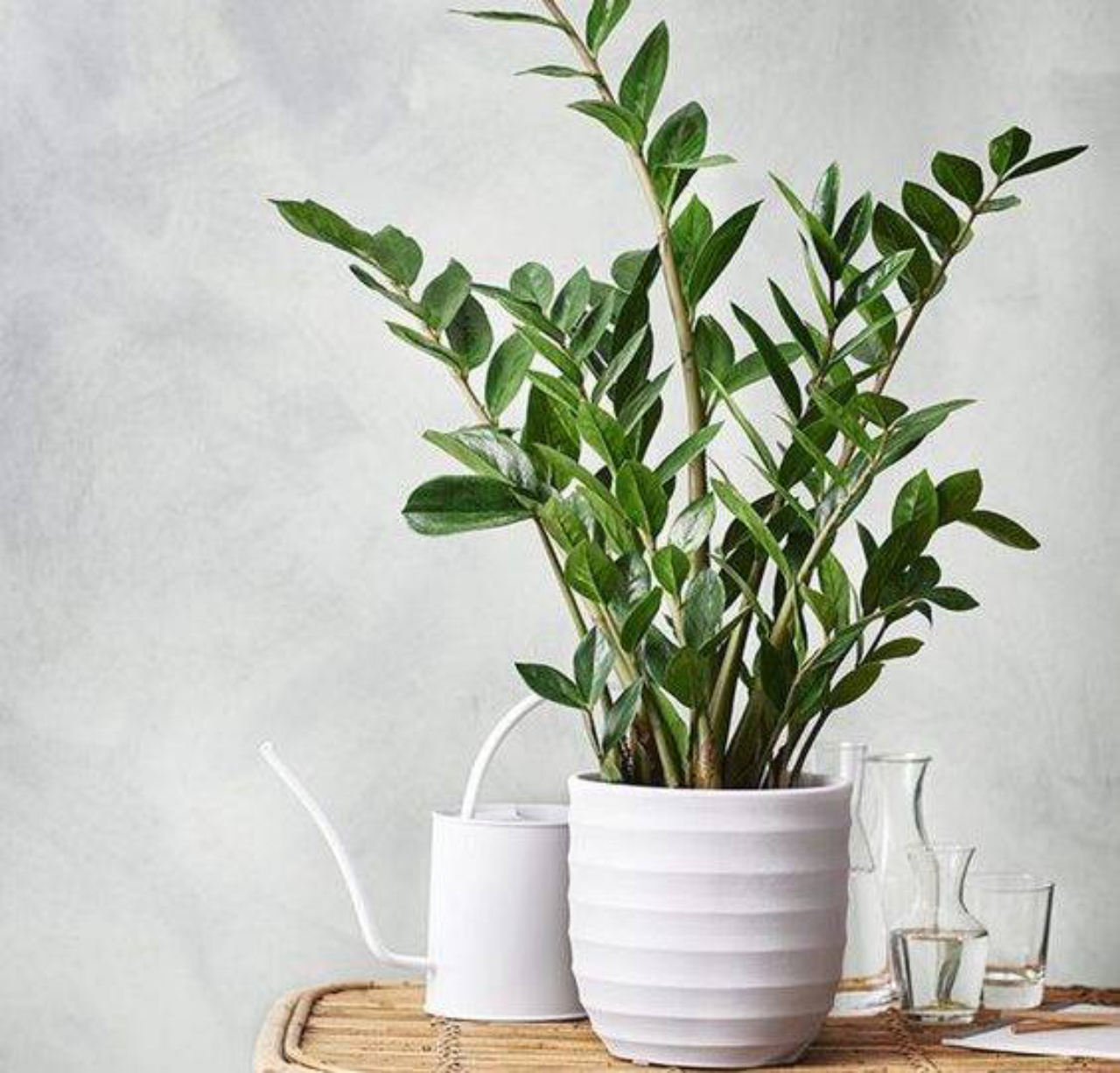 plantas para varanda ensolarada em vasos