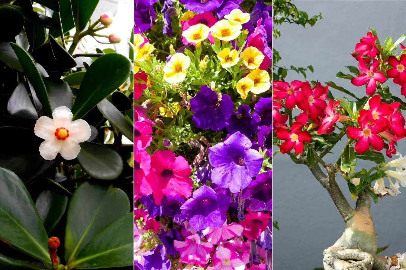 flores que gostam de sol pleno em vasos grandes