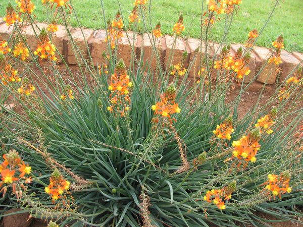 plantas de baixa manutenção para sol forte em vasos