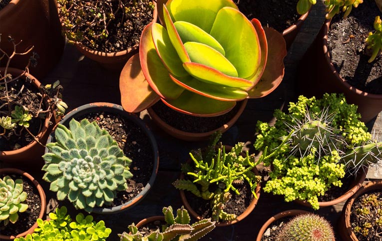plantas esculturais para vasos grandes