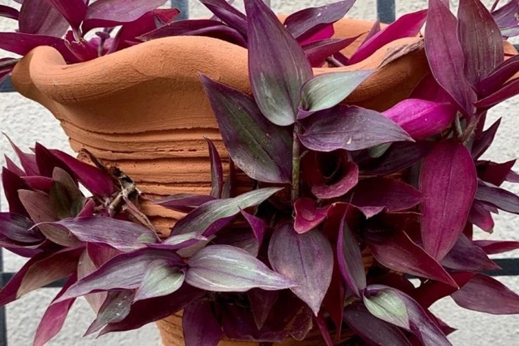 melhores plantas roxas para jardim de sol