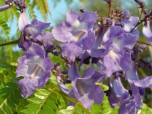 erros comuns ao cuidar de plantas roxas em casa