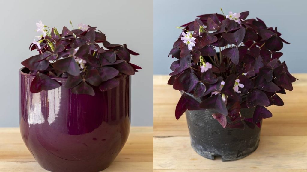 plantas roxas vs plantas verdes qual escolher