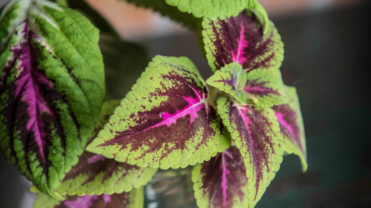 quanto custa comprar plantas roxas online