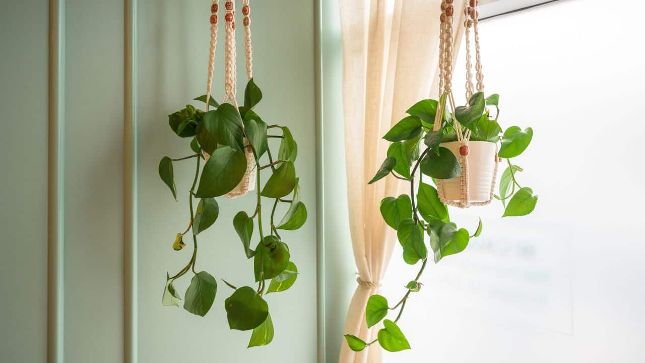 plantas pendentes