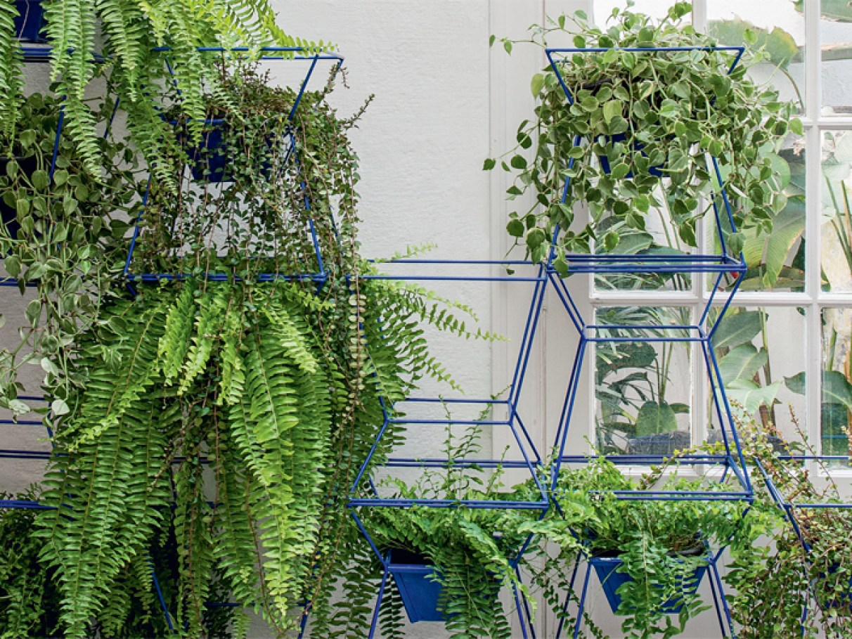 plantas de interior suspensas
