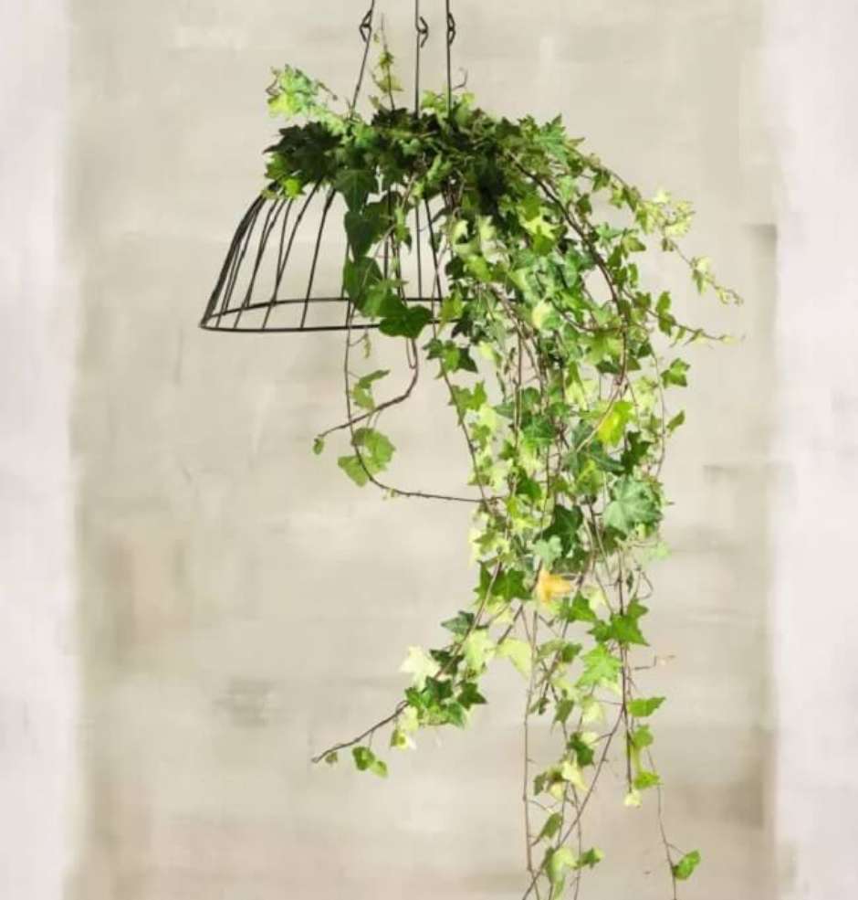 plantas pendentes que gostam de sol