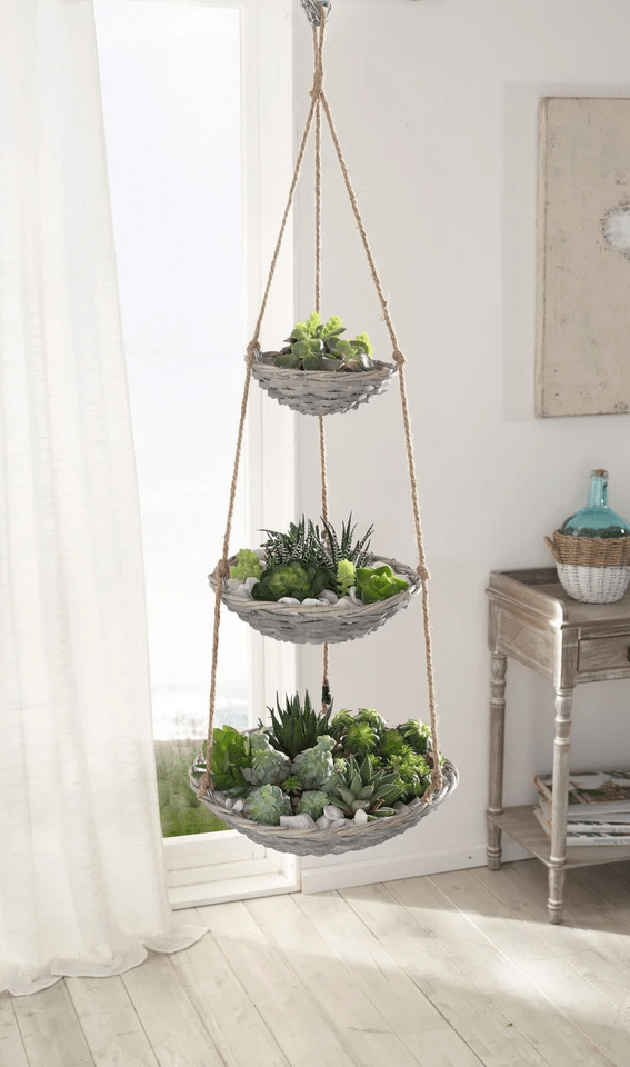plantas pendentes