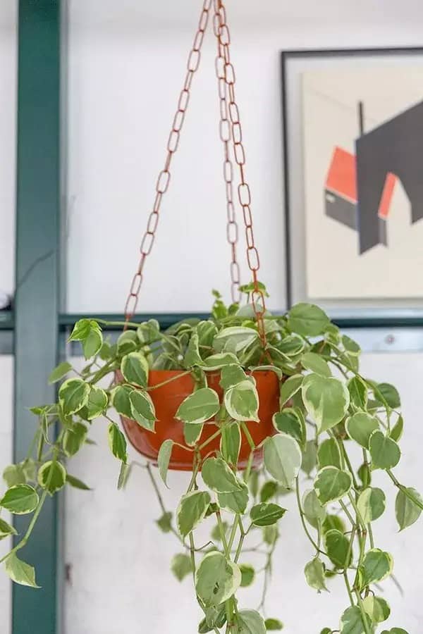 plantas de interior suspensas
