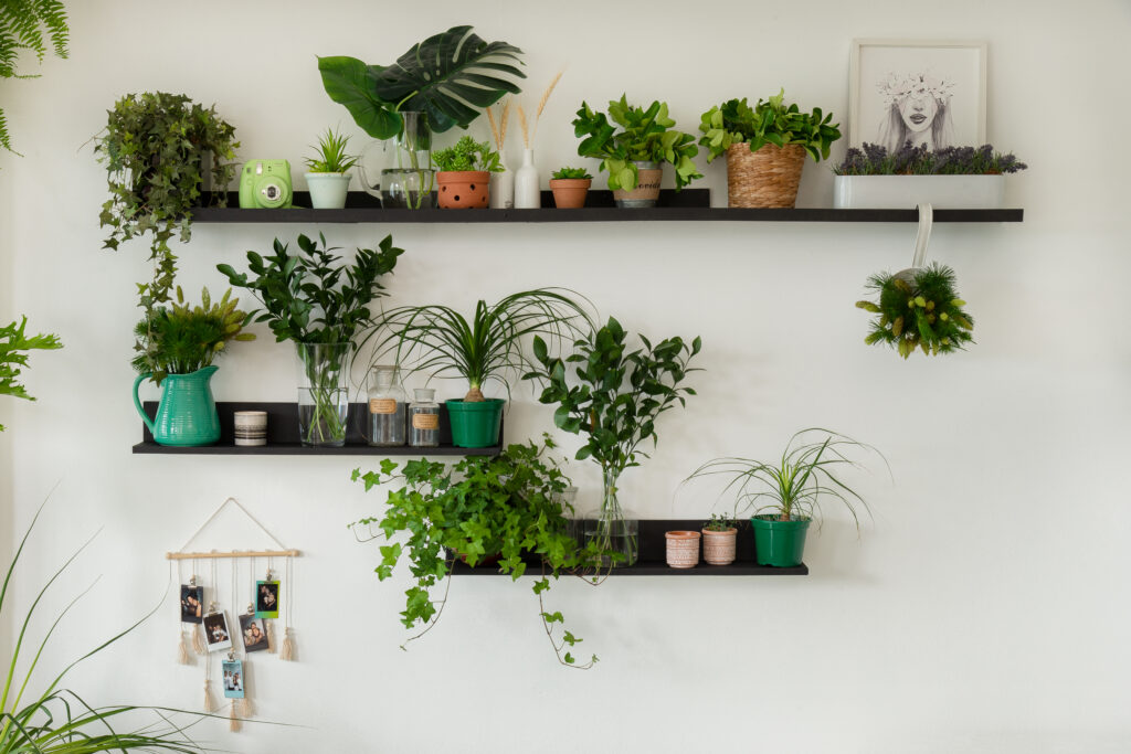 plantas pendentes que gostam de sol