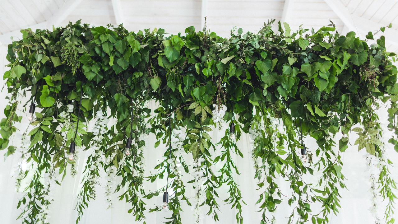 plantas pendentes fáceis de cuidar