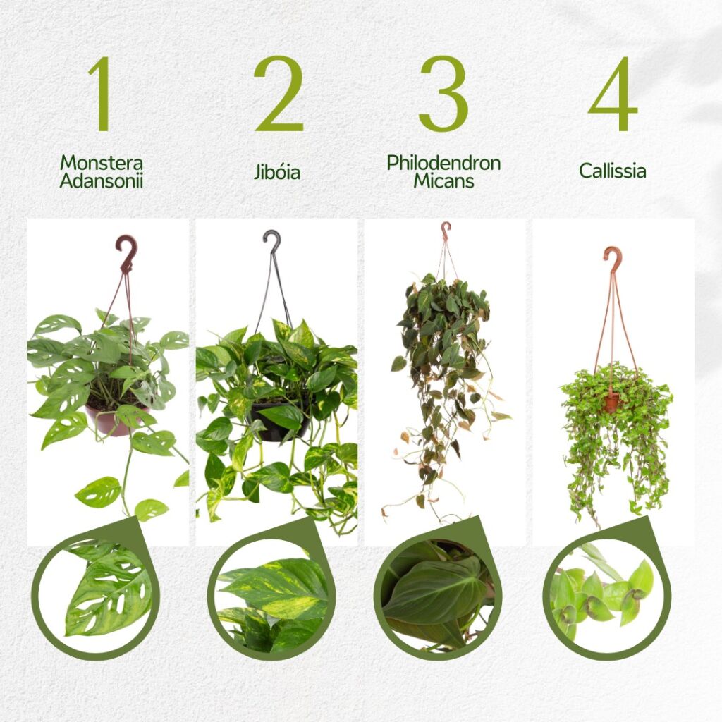 plantas pendentes com flores