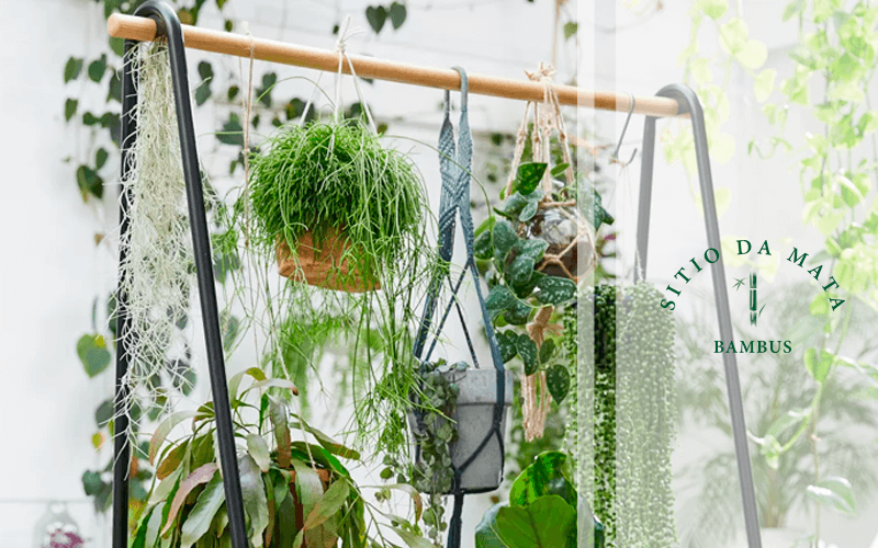 plantas pendentes para apartamento
