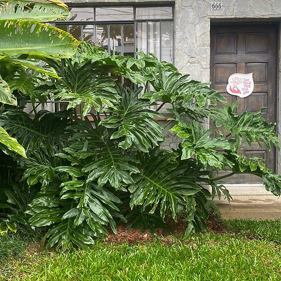 plantas tropicais para interior