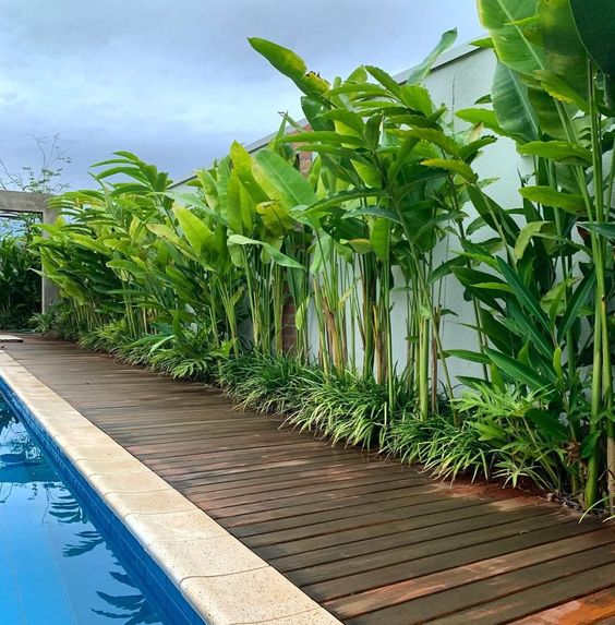 plantas tropicais para jardim externo