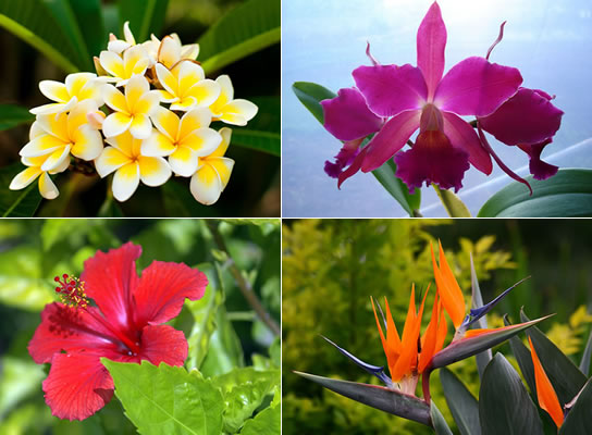 plantas tropicais fáceis de cuidar