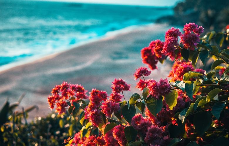 plantas tropicais para apartamento
