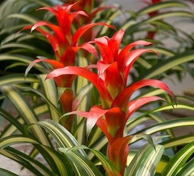 plantas tropicais de baixa luminosidade