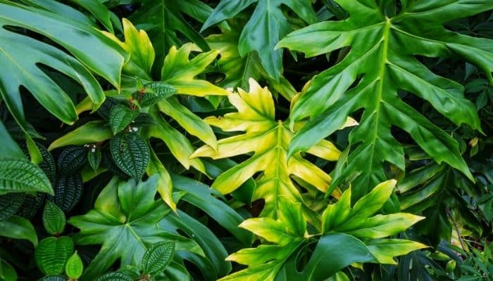 plantas tropicais de baixa luminosidade