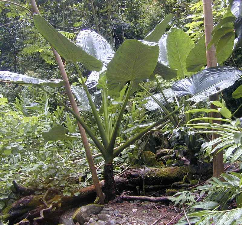 plantas tropicais que florescem
