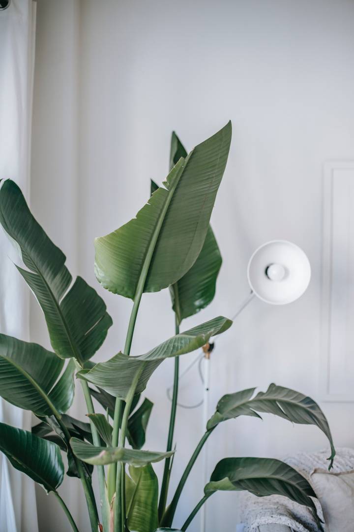 plantas tropicais com folhas grandes