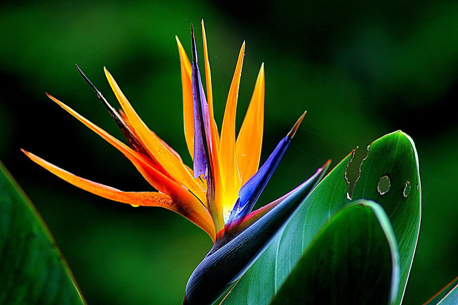 plantas tropicais fáceis de cuidar