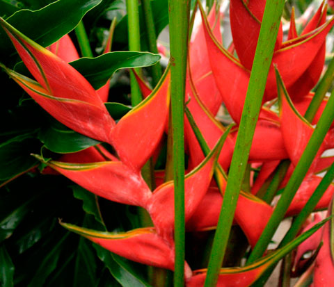 plantas tropicais para apartamento