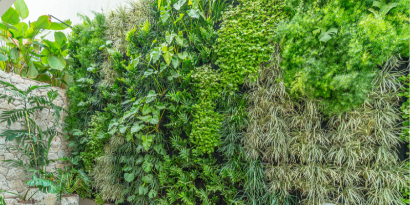 plantas para ambientes internos com pouca luz