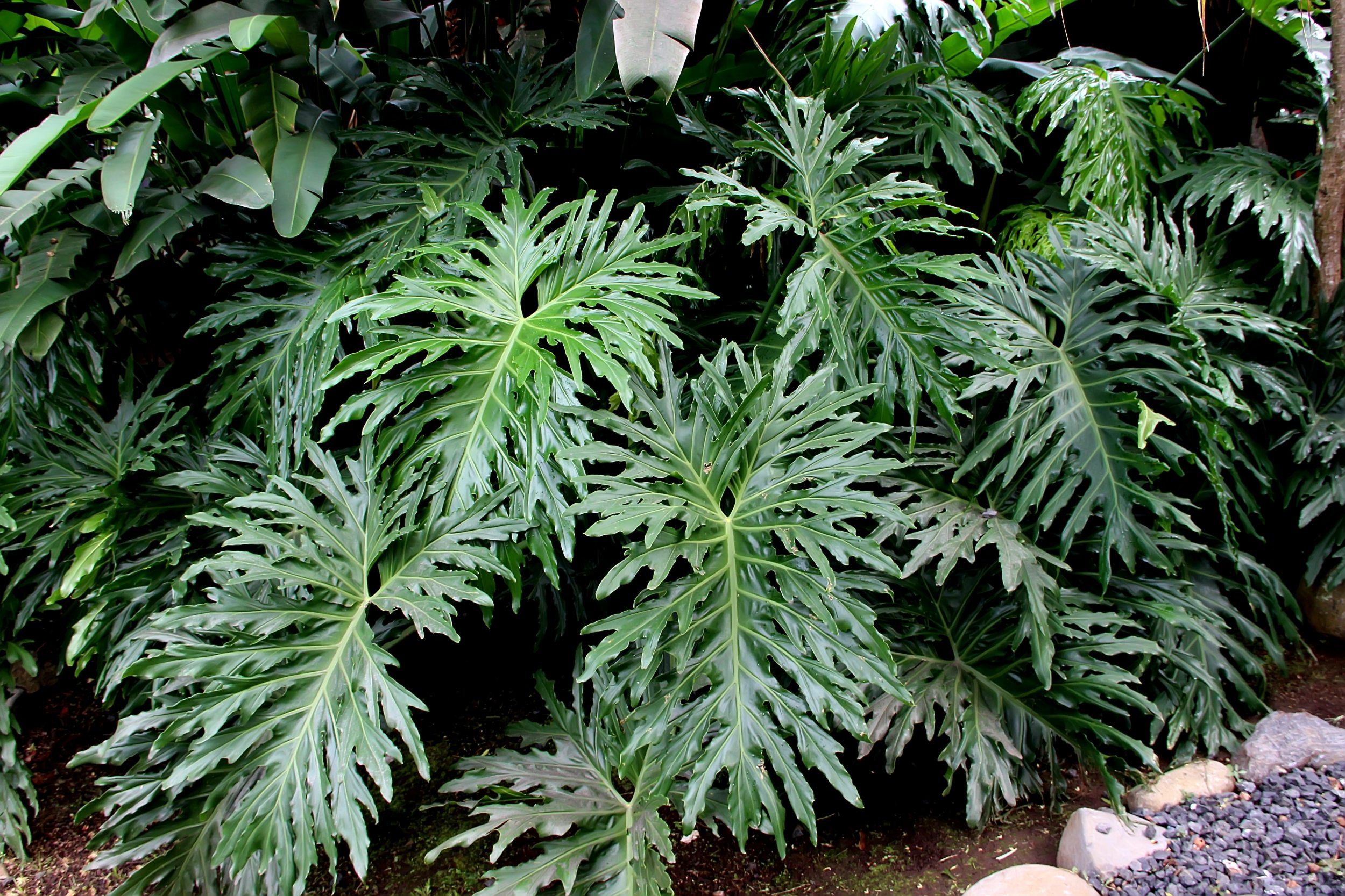 plantas trepadeiras