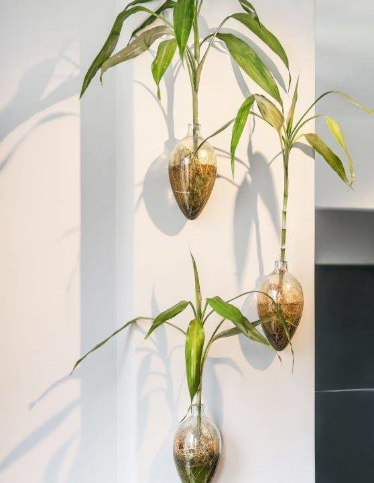 plantas que gostam de sombra