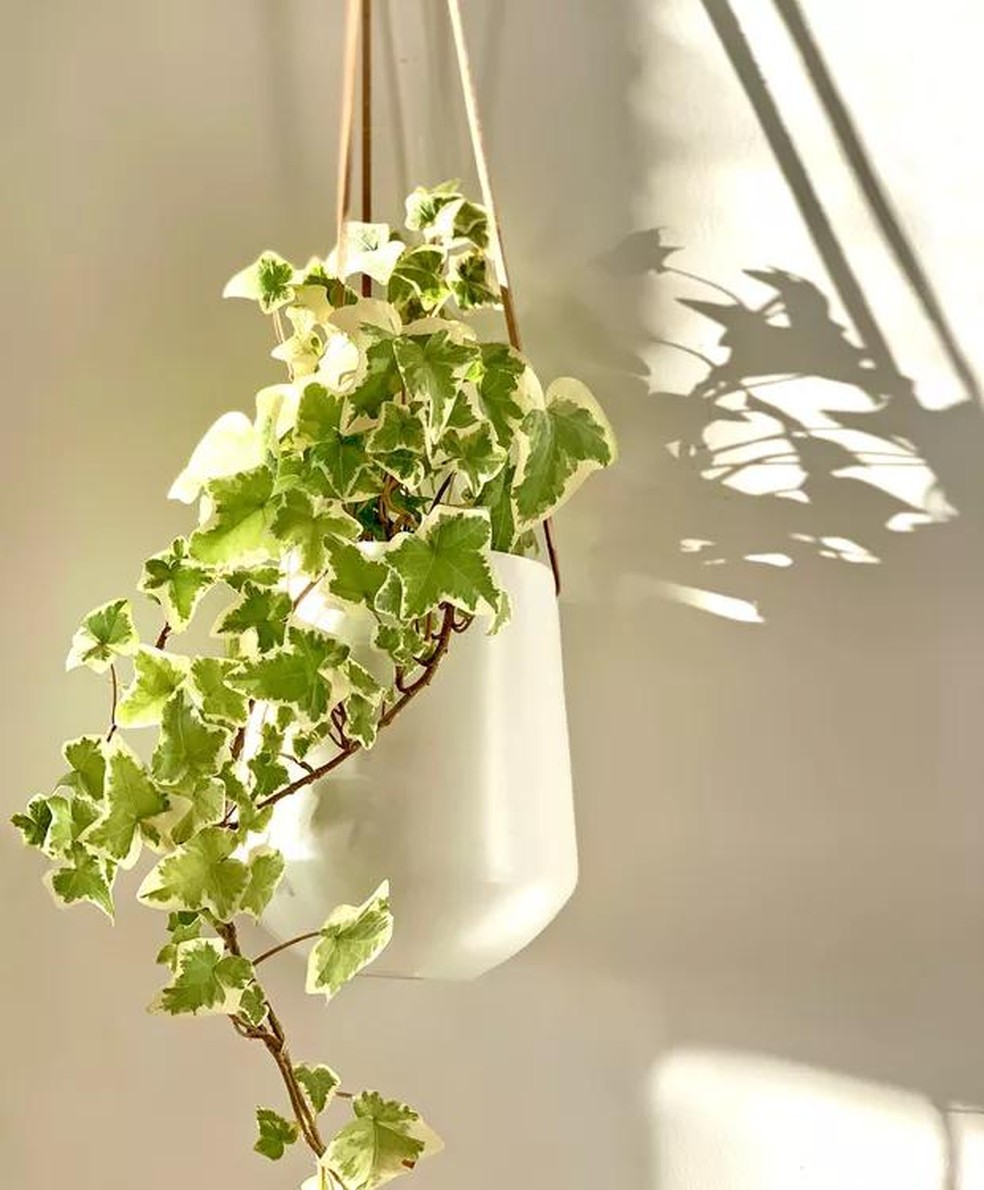 plantas para ambientes internos com pouca luz