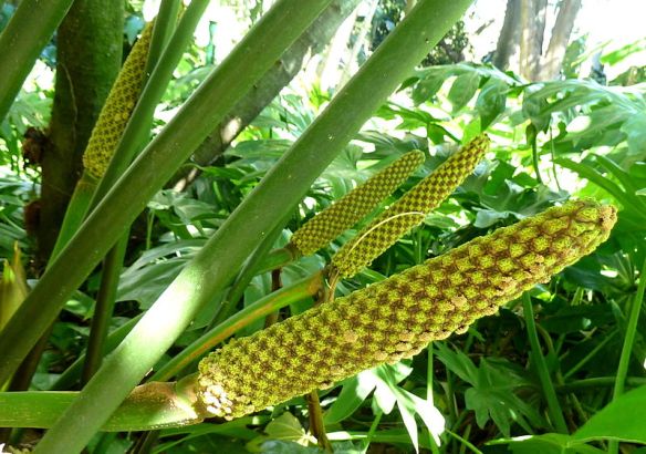 plantas de fácil cuidado