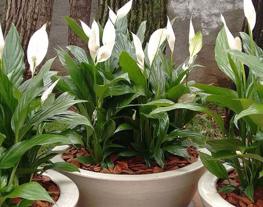 plantas purificadoras de ar