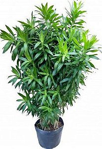 erros comuns ao cuidar de plantas de interior