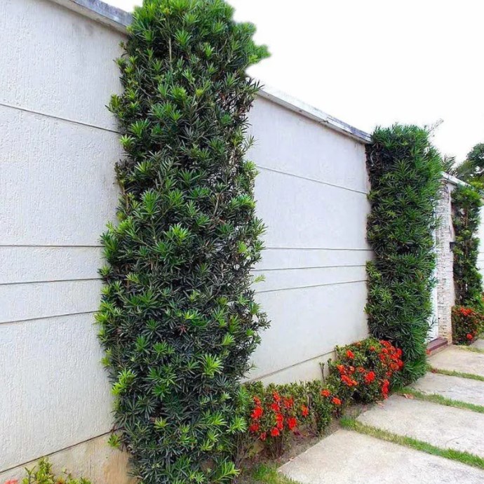 melhores plantas para muro verde rápido