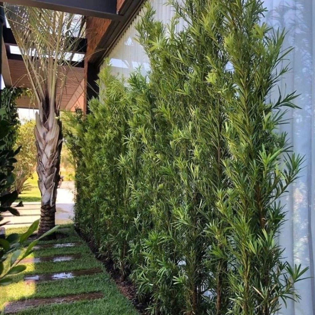 Podocarpo para cerca viva