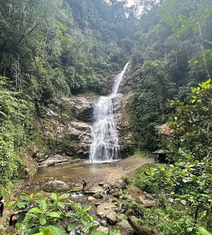 Pinheiro-de-Buda paisagismo