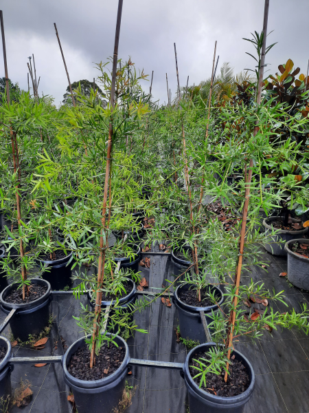 Planta Podocarpus resistência