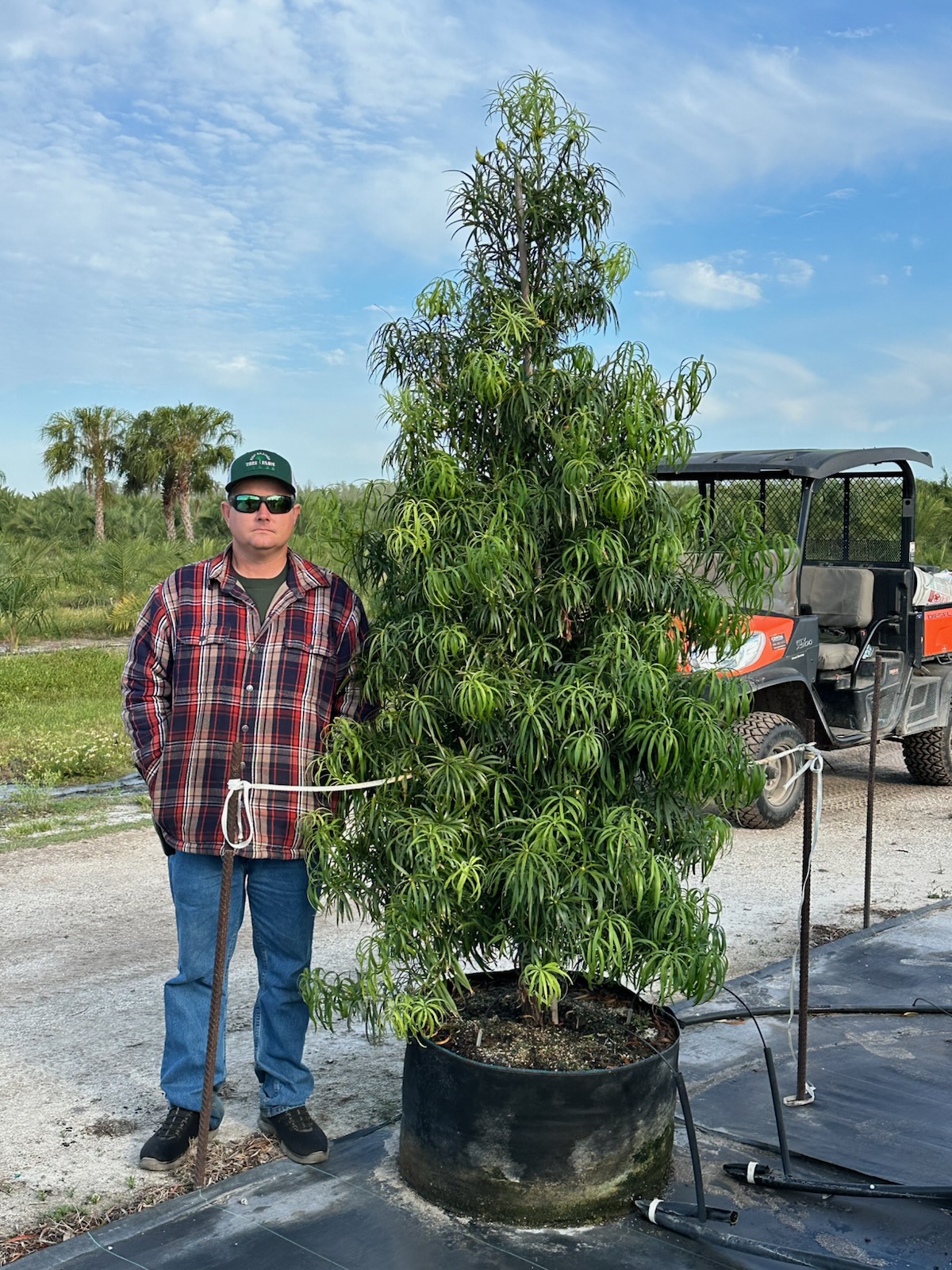 Podocarpo solo ácido