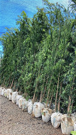 Podocarpo raízes não agressivas