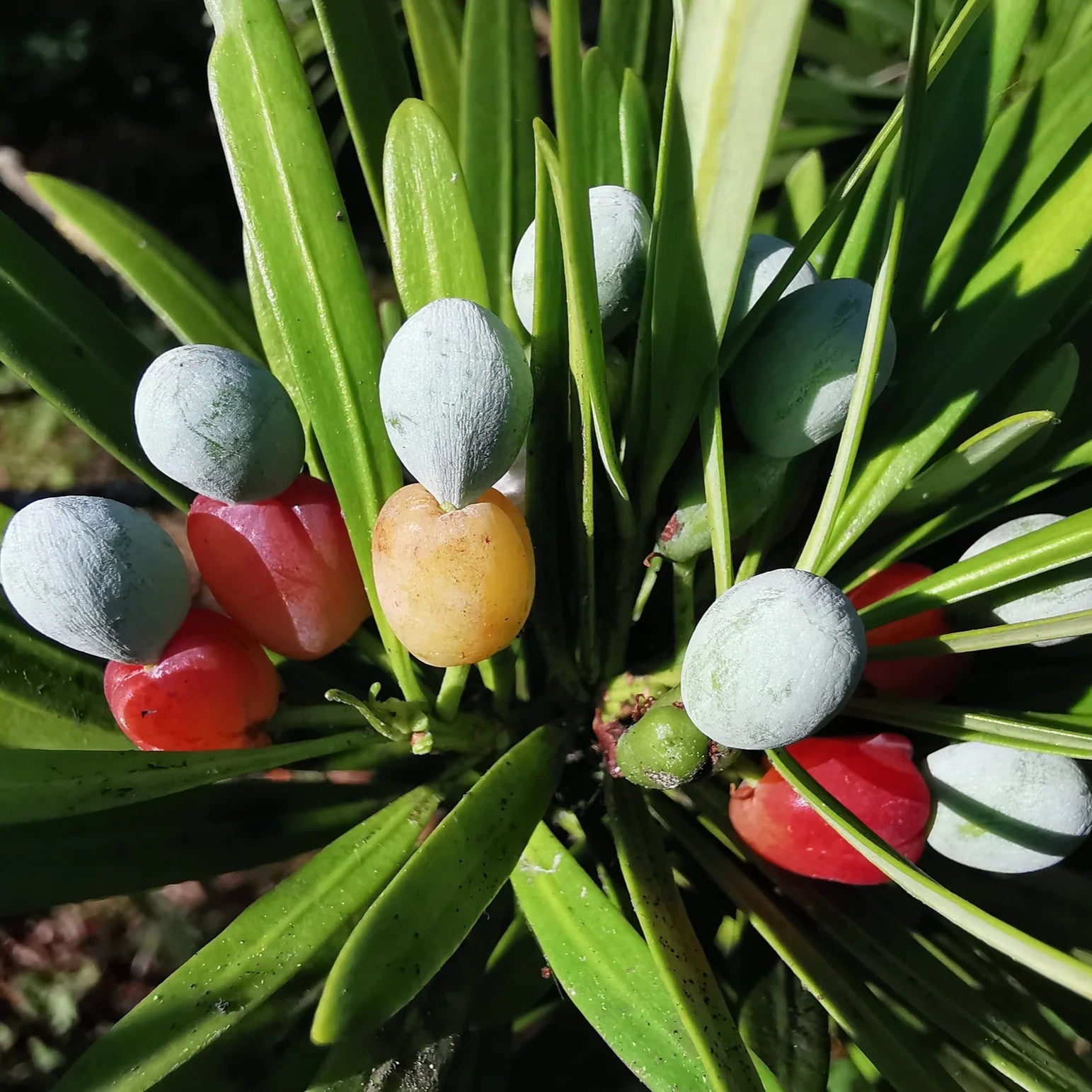 Podocarpo macrophyllus cuidados