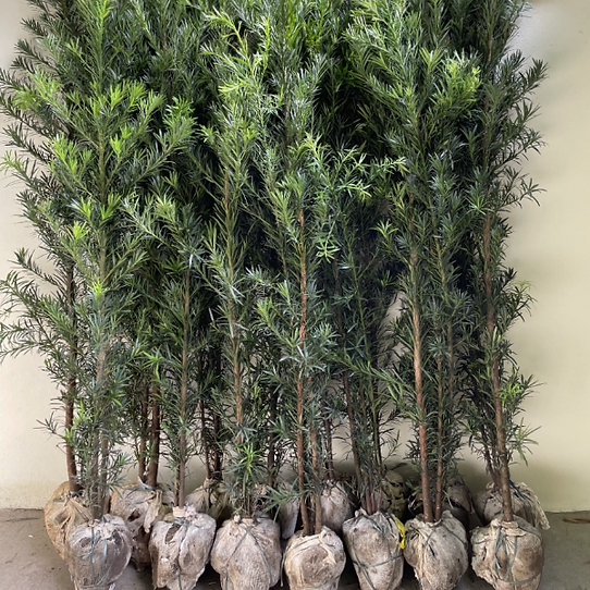 Podocarpo adubação